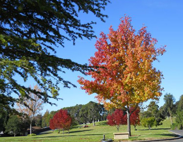 Photo of Goleta Cemetery Trees in the Fall with Red Leaves