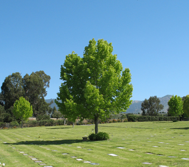 Photo of Goleta Cemetery District Grounds with Trees