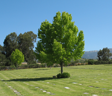 Photo of Goleta Cemetery Grounds